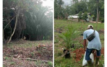 Harapan PAD Sirna, Kebun BUMDes Lalang Sembawa Diduga Dirusak Oknum Anggota BPD