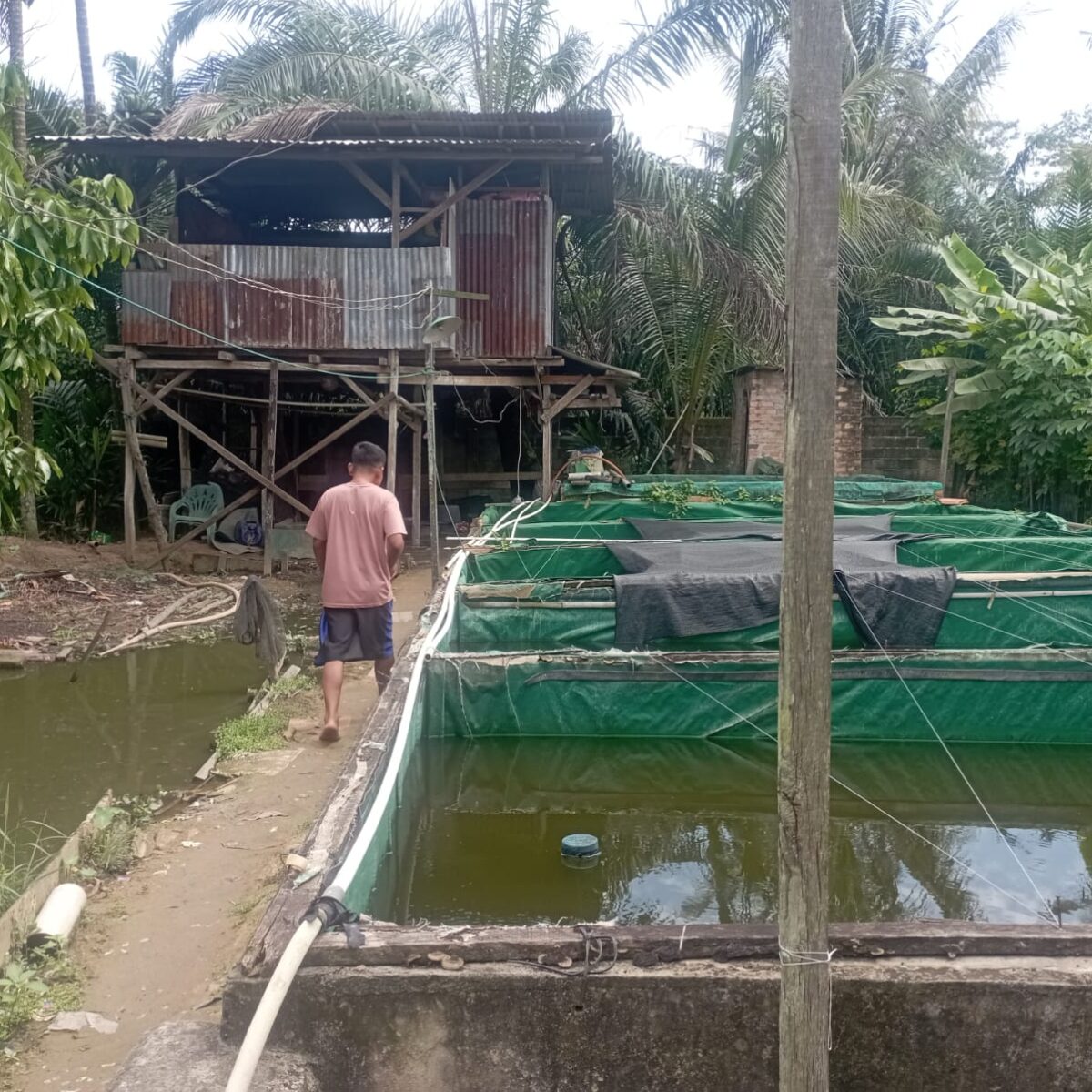 Peternak Bibit Ikan Patin di Talang Ilir Berharap Perhatian Program Pemerintah Banyuasin