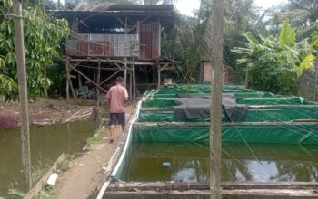 Peternak Bibit Ikan Patin di Talang Ilir Berharap Perhatian Program Pemerintah Banyuasin