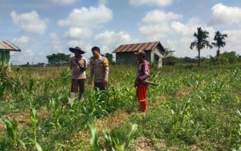 Bhabinkamtibmas Panimbaraya Cek Lahan 1Desa 1 Hektar,Dukung Ketahanan Pangan.