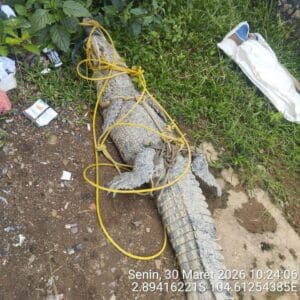 BUAYA MASUK KOLAM IKAN PATIN, WARGA DUSUN DUA DABUK TALANG BUNGIN HEBOHKAN