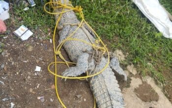 BUAYA MASUK KOLAM IKAN PATIN, WARGA DUSUN DUA DABUK TALANG BUNGIN HEBOHKAN