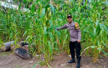 ‎Mendukung Ketahanan Pangan, Personil Polsek Katingan Hulu Cek Lokasi Pemanfaatan Pekarangan Warga