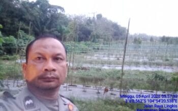 Bhabinkamtibmas Polsek Rambutan Aktif Rawat Tanaman Cabai untuk Dukung Ketahanan Pangan