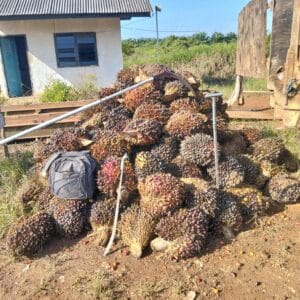 Curi 125 Tandan Sawit PT TBL, Warga Banyuasin Ini Ditangkap Polisi