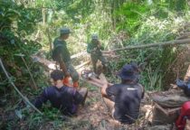 pembalakan liar di twa mangolo