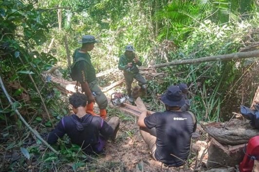 pembalakan liar di twa mangolo