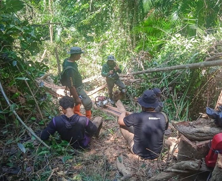 pembalakan liar di twa mangolo