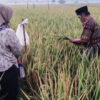 Upacara tradisi methil